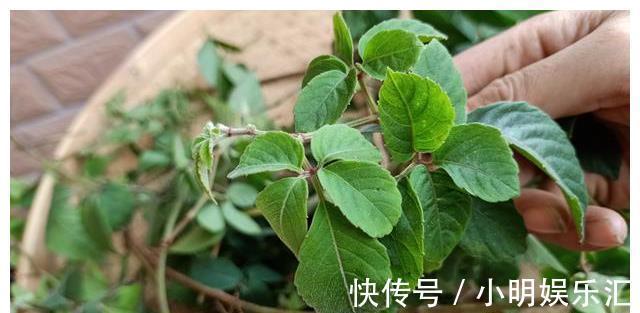 采摘|长在路边的20种杂草可以当作野菜食用,你认识几种?