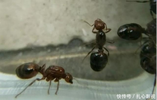 野钓最“狠”的几种动物,看完钓友遭遇才明白,没碰见太幸运啦