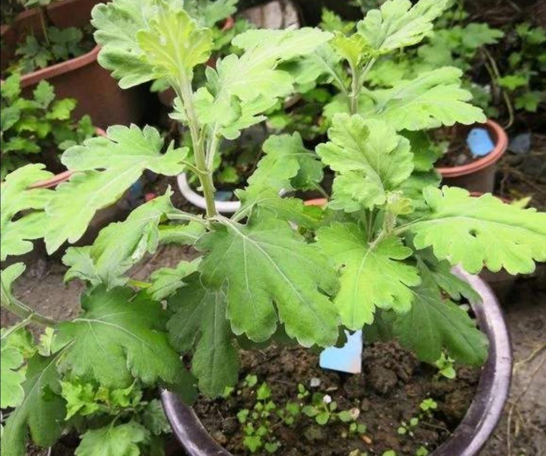 5种“洋气”花,趁着“天冷”快扦插,生根快,开花早,真省钱