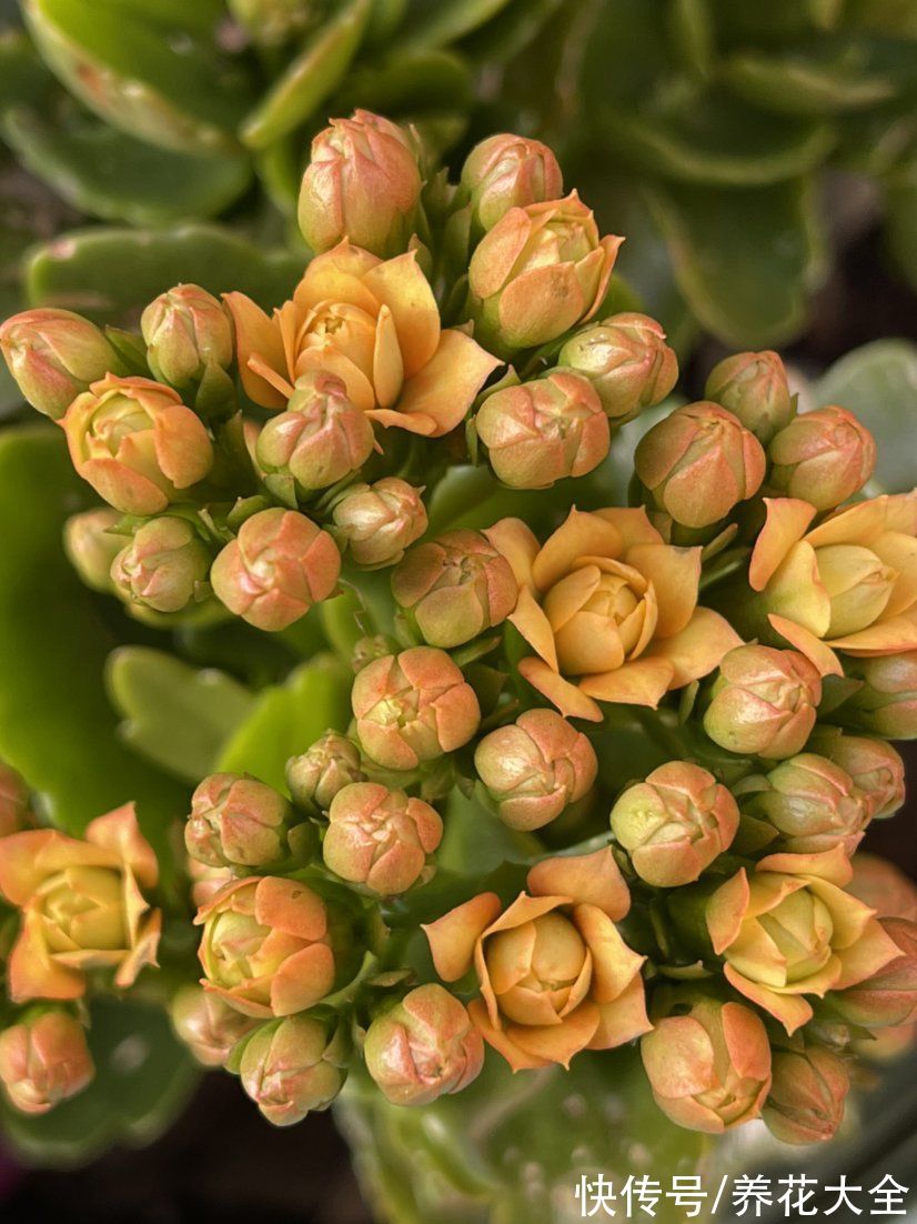 娇滴滴的3种花，实际上很“硬气”，冬天照样开花