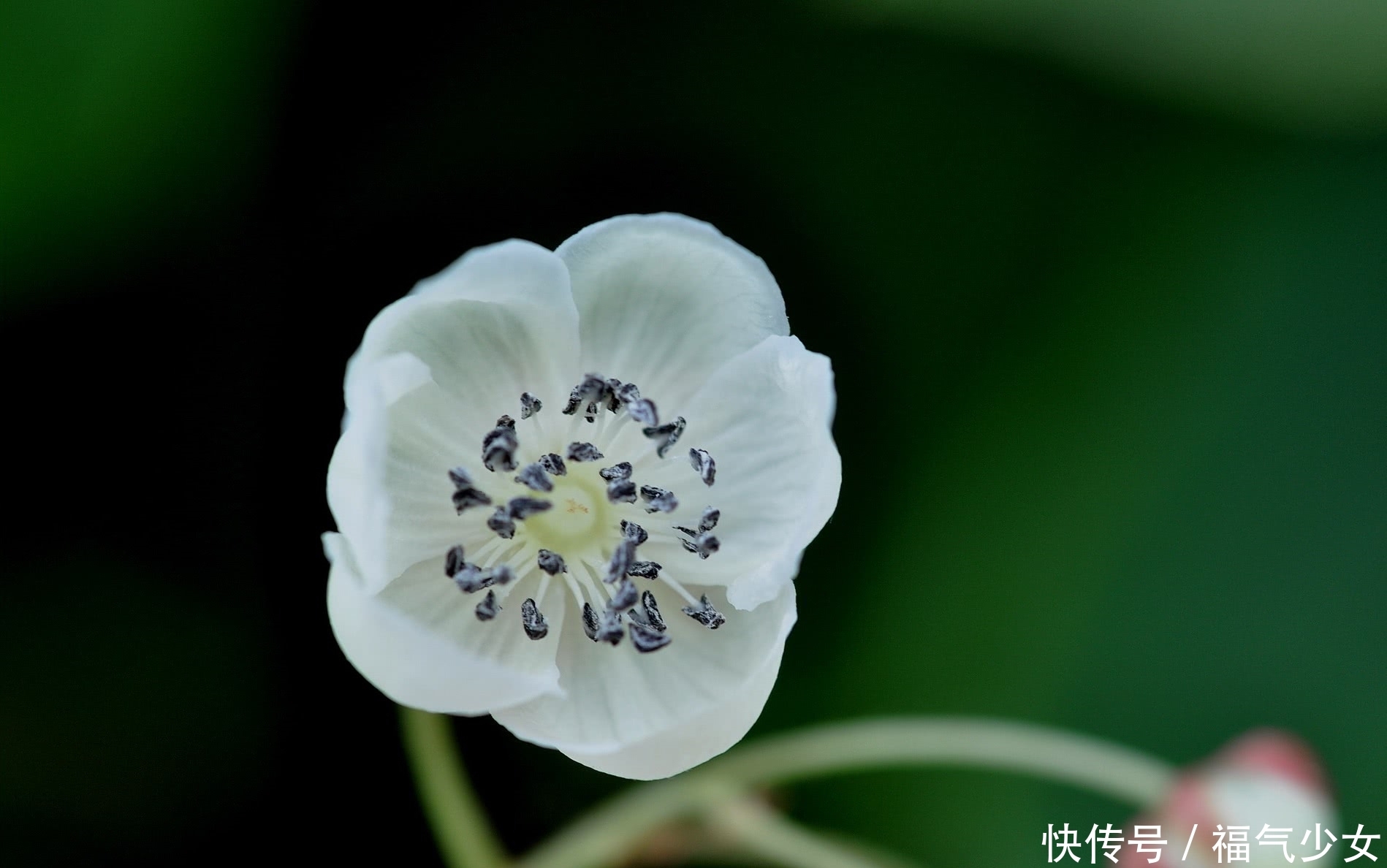 山里这种野生物，外貌看似很普通，价值却不一般，遇到了别客气