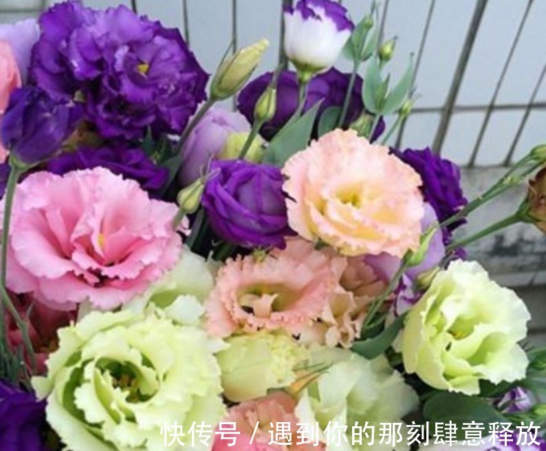 家里就养“4种漂亮花”,花朵硕大、花期长,寓意美好,收获幸福