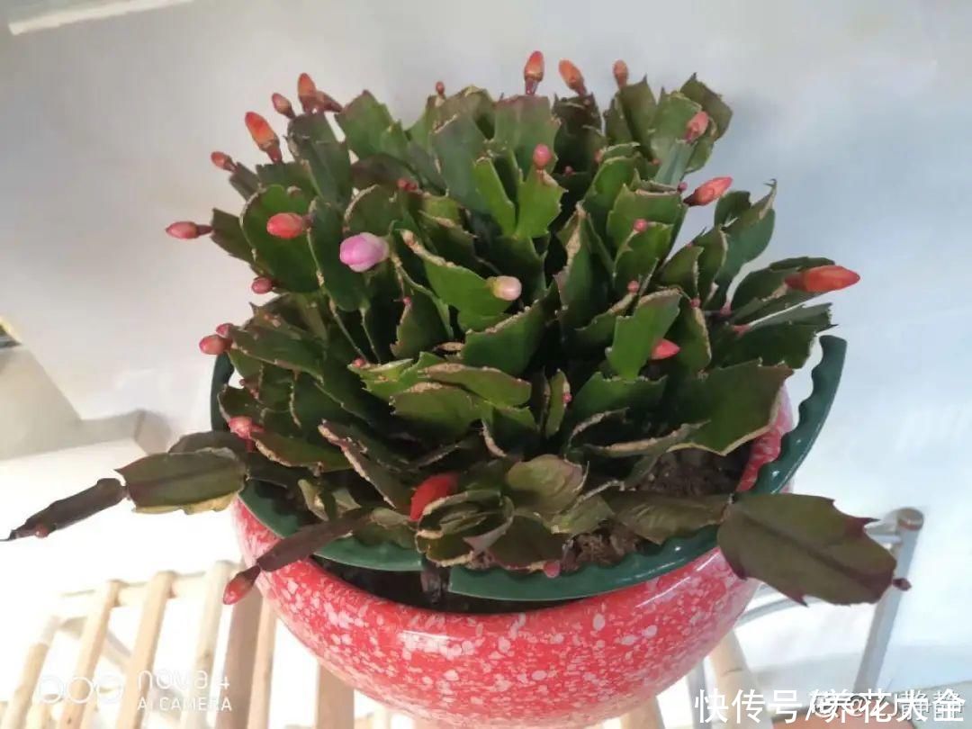  掉花苞|花还没开，花苞掉了一地，再不管就完了