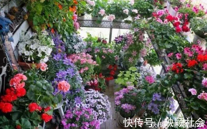 忌讳|养花忌讳“3种肥”，乱用不好，避免以后就不再黄叶，不用再发愁