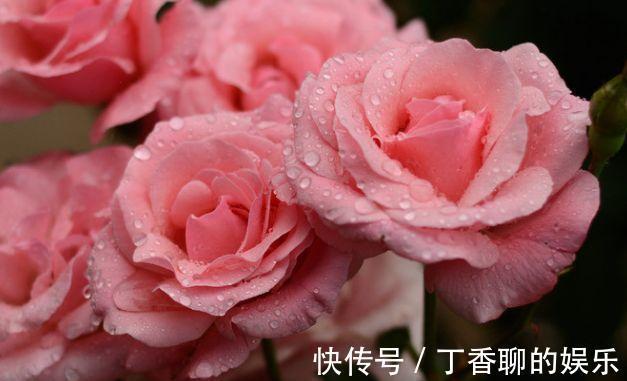 农历10月4号起,最适合养这些花,漂亮芳香,全年开花不断