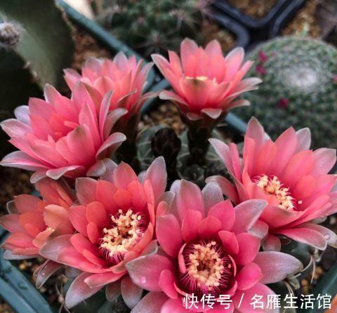 花盆|夏季养这三种花，用小盆更容易度夏，秋凉后疯长