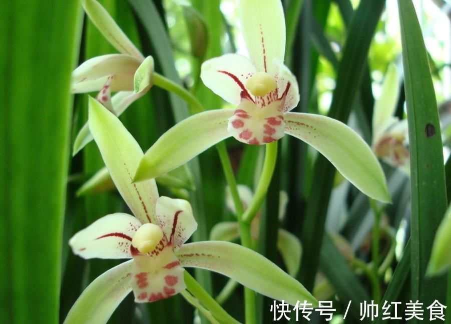 兰花栽种的3个技巧,大大提高成活率,窜箭快,开花多