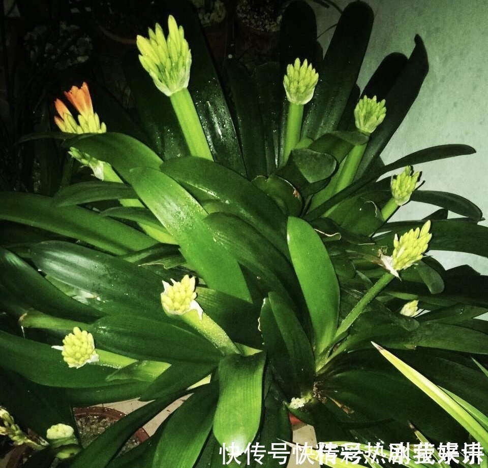 偏方|悄悄告诉你,学会4个老花农的养花“偏方”,家里花卉“嗖嗖长”