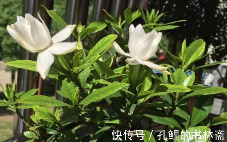 花芽|8月盆栽栀子花,4点打理到位,植株呼呼往外冒花苞