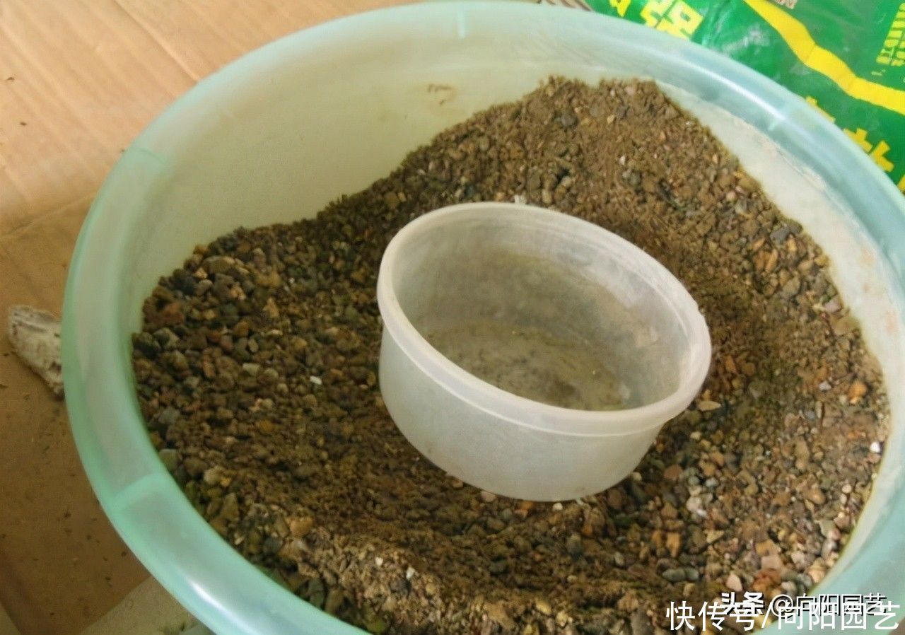 养多肉，不用买颗粒土，直接用“粗河沙”，拌在土里照样能用