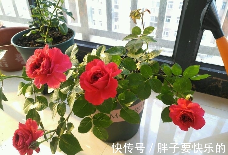 几种花是开花大户,家里养一盆,开花美长势旺,颜值超高的