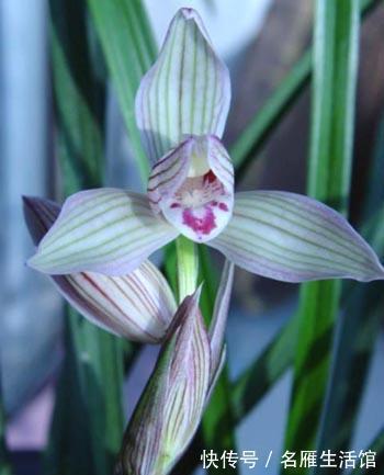 此兰是兰中的绝品，花色难得可贵，花香沁人心脾，无人不爱