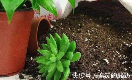 自来水|盆土太硬了?用它泡一泡,浸盆浇,土壤透气有营养,还养根