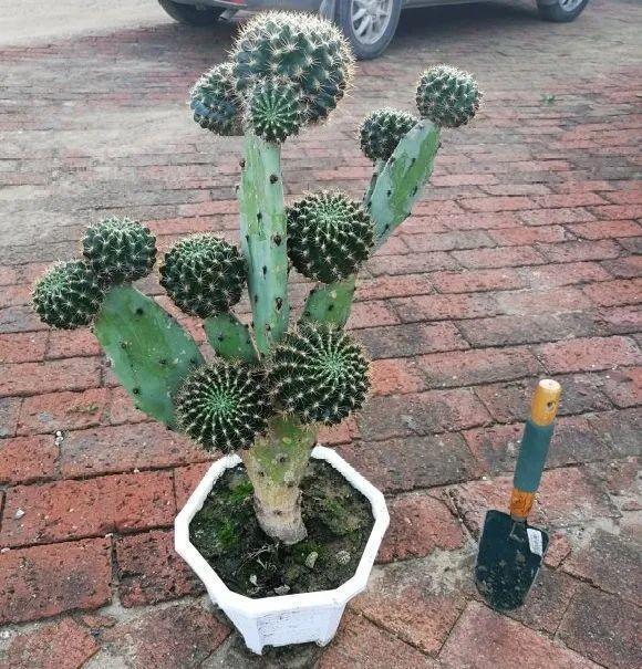 嫁接|嫁接达人,玉树嫁接长寿上,花友直呼内行!