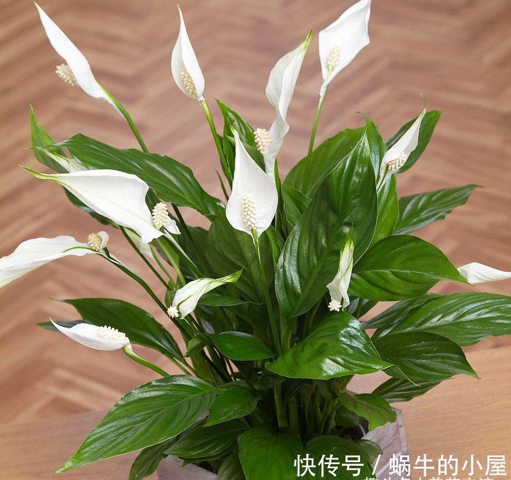 不同环境适合养的盆栽花卉，选合适自己的开花植物很重要