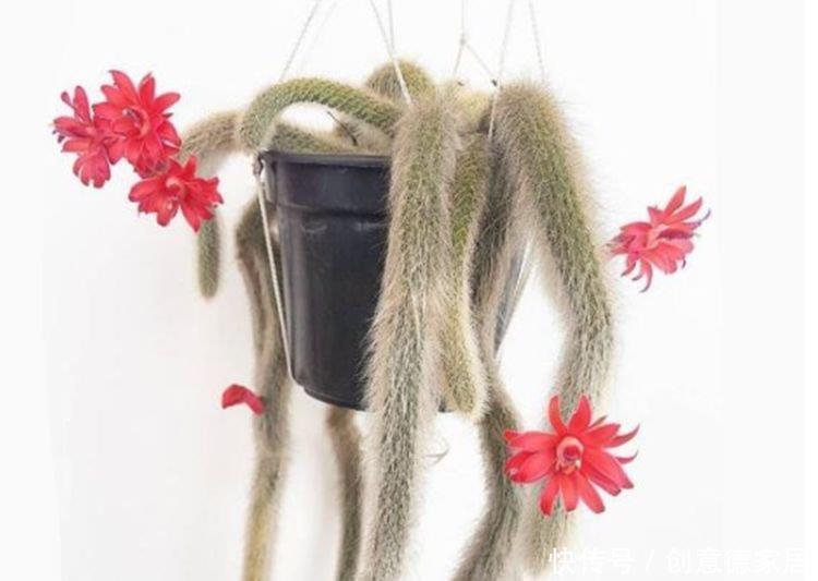 瀑布|常见的八种花离开地面养,开花成瀑布,迅速长爆盆,十分出众