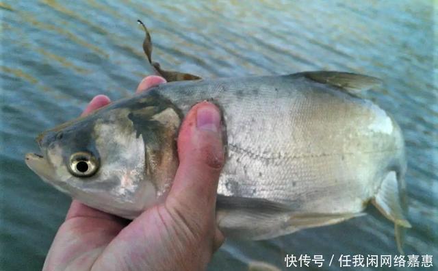 中午水温升高不好钓鱼做好这几点,让闭口鱼快速咬钩