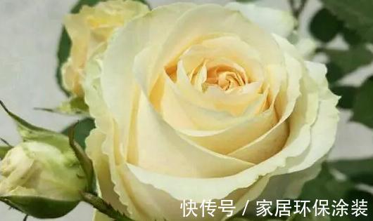 杯状|雪山系列的月季花，瓶插简直太美了