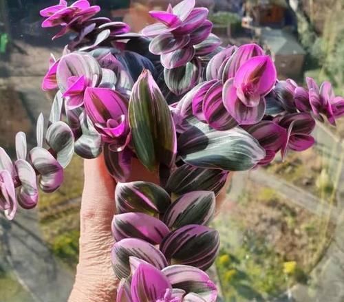 养多肉如何浇水？掌握几个技巧，四季都美美哒