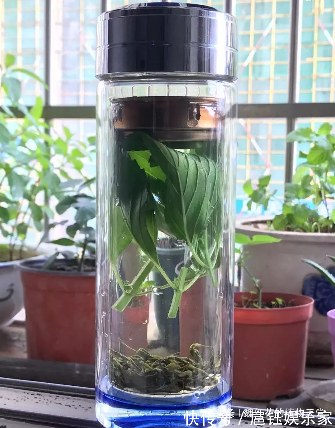 人养花 花也养人 4种花不仅长得漂亮，掐下叶子就是一盘菜！