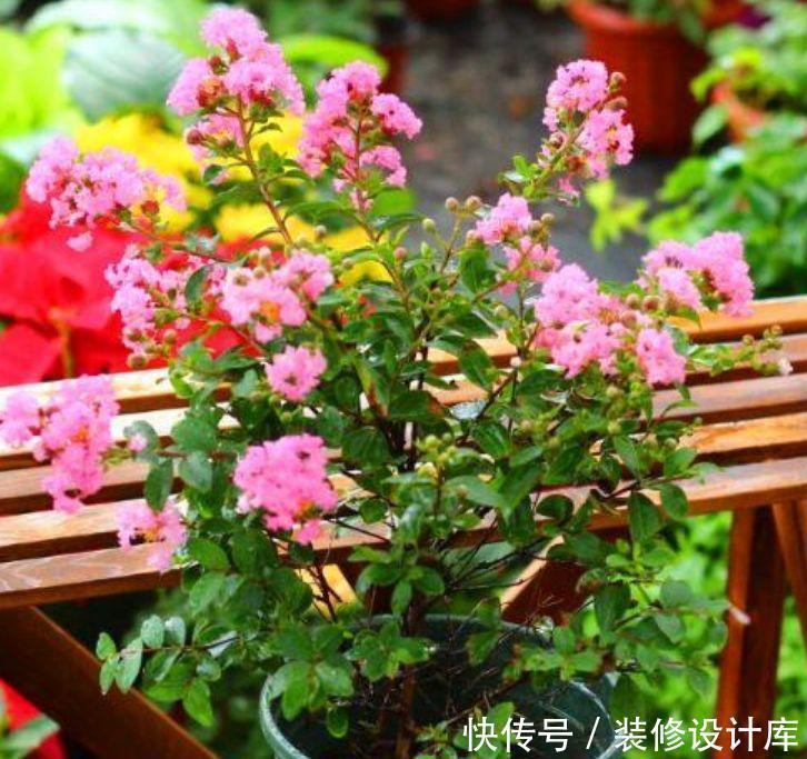 爆盆|家中必养4种花,漂亮又耐养,随手一养就“爆盆”