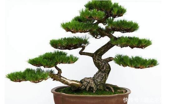 盆景十大名贵树种,你认识几种!