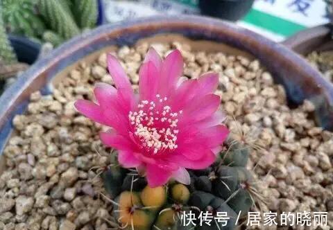 多肉界|此3种多肉植物开花不用剪，其中一种被称为多肉界的开花机器