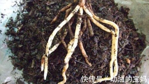 植物的枝叶富含营养,要经过处理埋入土壤中,有利于植物生长