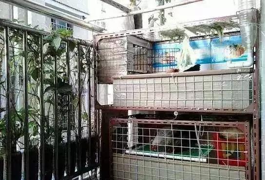 晒的衣服总有臭味,知道原因后,我在阳台撒了层小米,乐坏了