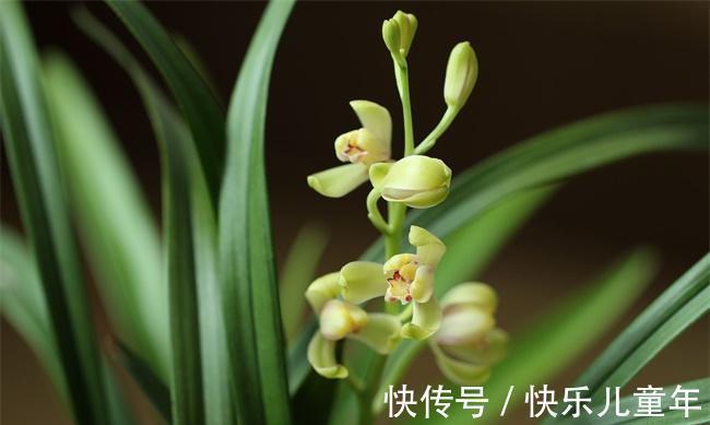 植料|要想兰花来年开花,赶紧此样做,不然就来不及了