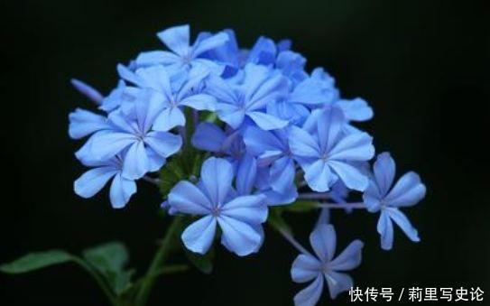 4种花是爆盆能手,开起花来拦不住,给点水就疯长