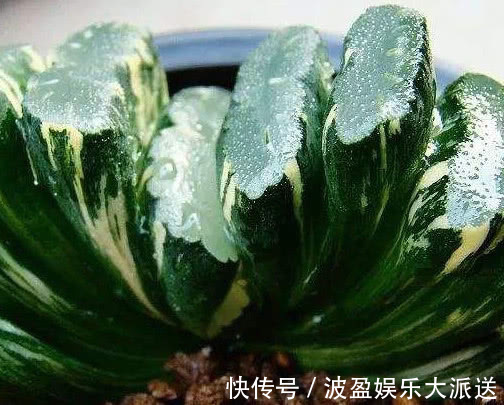 肥料|多肉玉扇叶片干瘪怎么办教你3个小妙招,盆栽玉扇饱满还爆盆