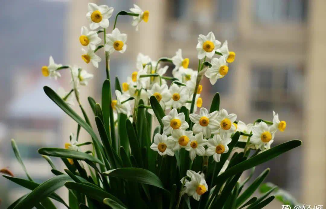 蝴蝶兰开花不是一次性,花后剪一剪,还能继续开花