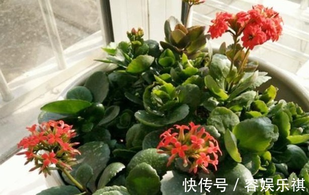 想把长寿花养好,从“上盆”这一步做起,才能生长茂盛,花开满盆