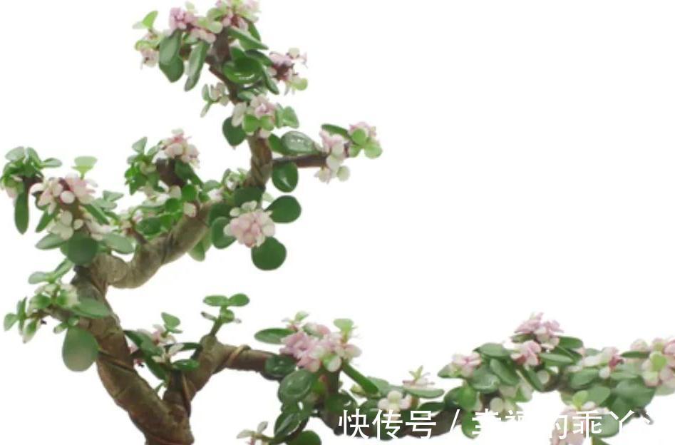 金枝玉叶怎么养殖,掌握5个关键点,株型肥美又漂亮