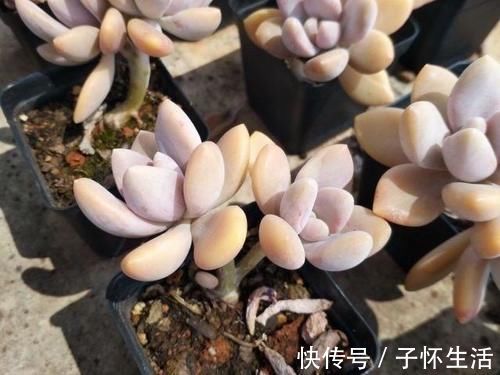 多肉|担心养不好多肉，就选一盆冬美人，糖心、妖桩、粉嫩随意选，痛快