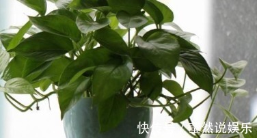 花卉|家居养花大蒜是好东西,花卉吃了不烂根蹭蹭长!