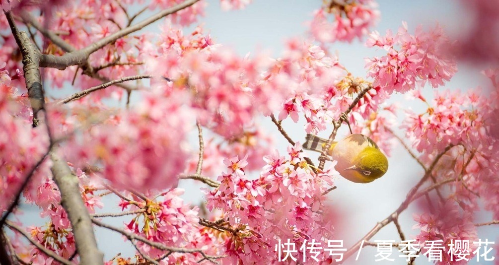 少女|此花所代表的是爱和希望,是代表了高雅的花,就像是少女一样