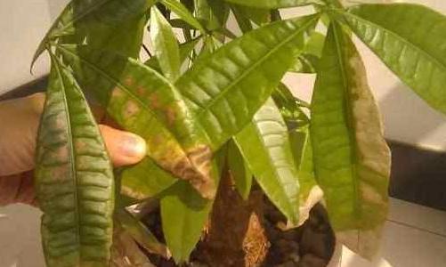 冬季养发财树，4点最容易造成黄叶，学会此样做，叶片油绿