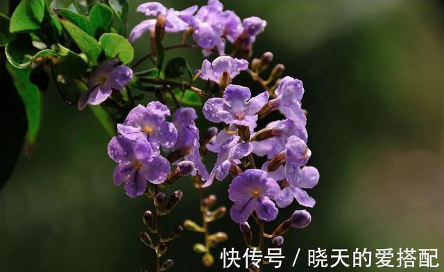 美人蕉|8月12日-8月28日，庭院选这几款花，服盆快长势旺，简单易爆盆