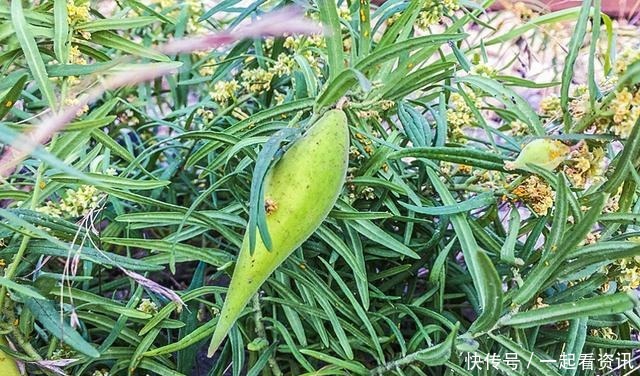 果肉|此野果乡下小孩都吃过,如今68元供不应求,真的有这么好