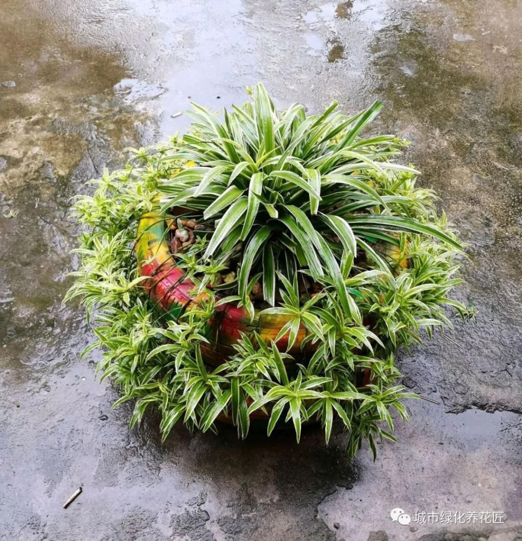 室内养花就养两种花,没事喂一喂啤酒,长出垂吊枝,开花成瀑布