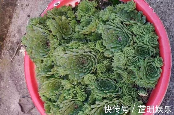 肉友们|3个小技巧，多肉豆芽苗，一口气变多头群生，最短只要3个月