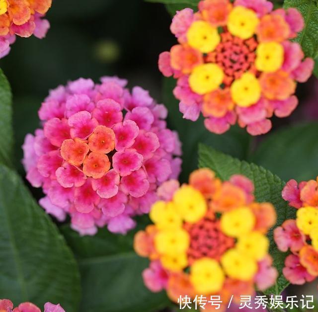 种花|家里养花“别瞎买”，5种花是“有毒”的，对大人小孩都不好