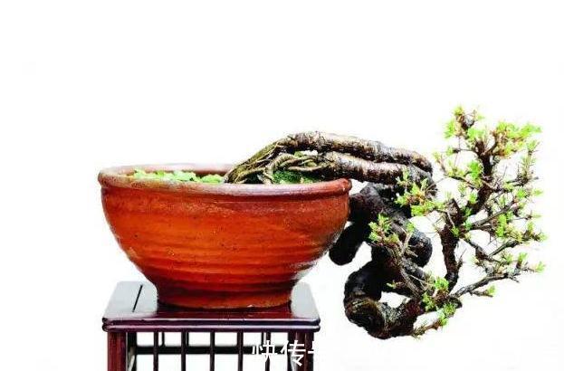 金雀盆景怎么浇水好，金雀养护有哪些注意事项