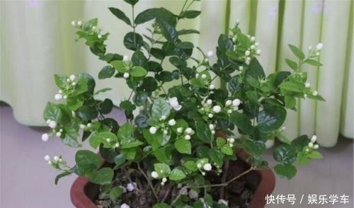 睡眠质量|这“4种”绿植,卧室放一盆,助力好睡眠,轻松一整天!