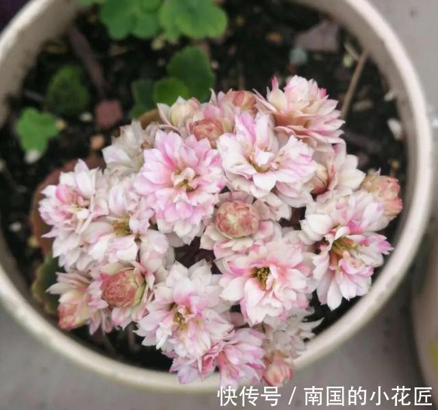 满盆|养长寿花君子兰蟹爪兰，做好“二大一勤”，枝繁叶茂，花开满盆