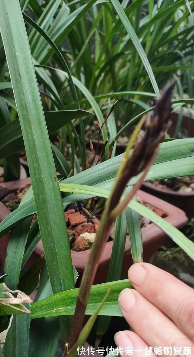 养护|兰花想多冒芽?养护注意三动作,顺利春化,清香宜人小半年