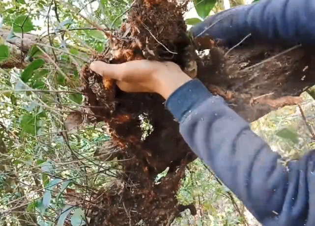 药材|附生于树干上的珍贵药材，浑身长毛像极了毛毛虫，治牙疼效果很好