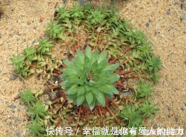 群生|观音莲这样养,“小莲花”围一圈,从普货到“贵货”,就差这一步!